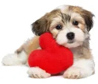 Reasons Your Dog Makes The Best Valentine