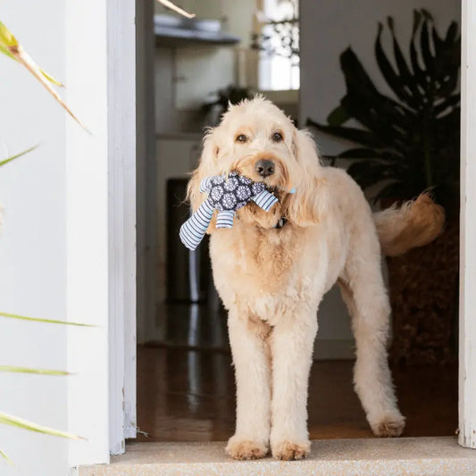 Dog Toy DOGUE