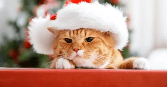 Holiday Cat Gift Guide