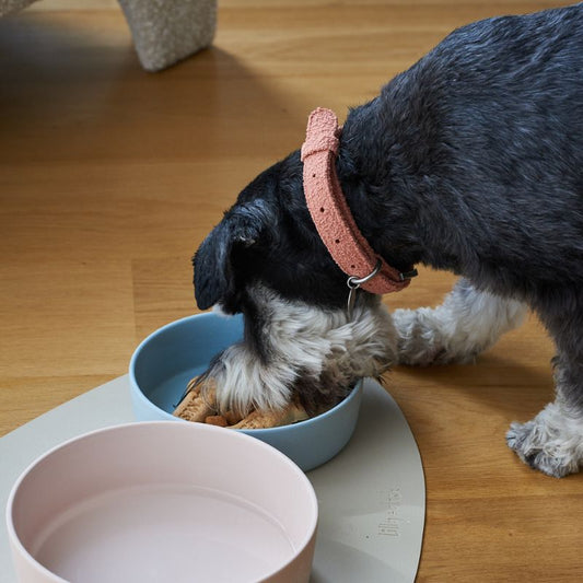 Lilly + Dash Boucle Dog Collar - DOGUE