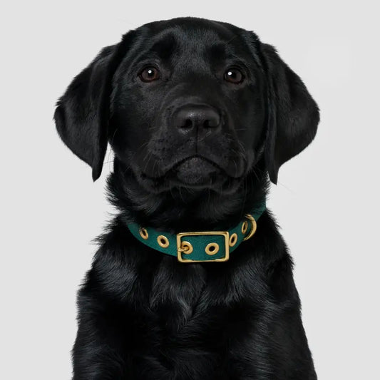 Animals in Charge All Weather Collars