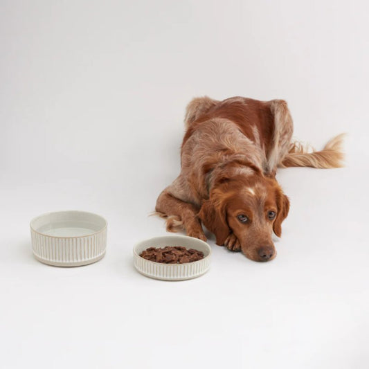 Animals in Charge Stoneware Dog Bowl | Buy Online at DOGUE Australia
