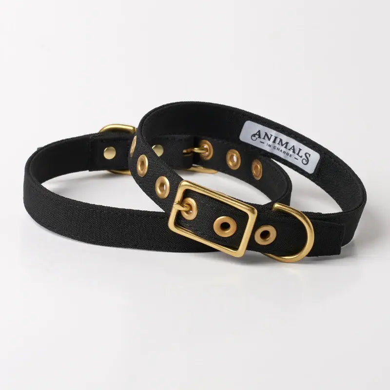 Animals in Charge All Weather Dog Collars | Buy Online at DOGUE Australia