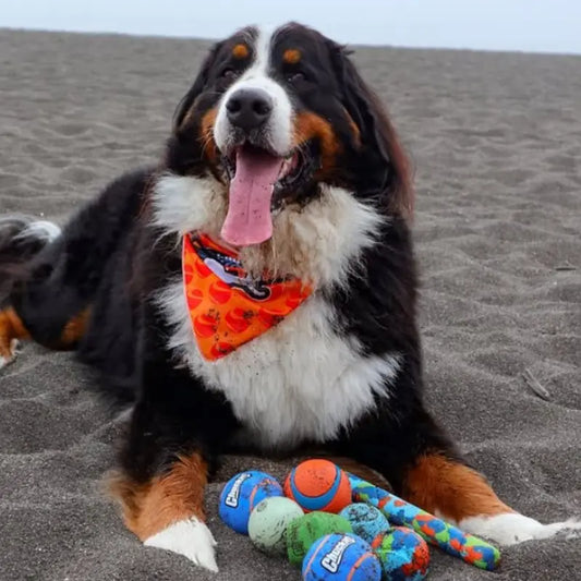 Chuckit! Fetch Medley Dog Toy Small 3-pack - DOGUE