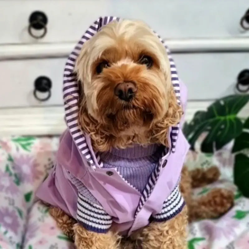 DOGUE Bolster Spring Floral Dog Bed | Buy Online at DOGUE Australia