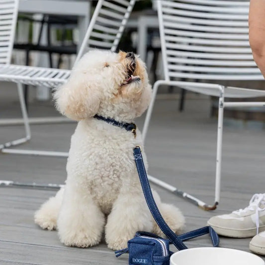 DOGUE Denim Dog Collar | Buy Online at DOGUE Australia