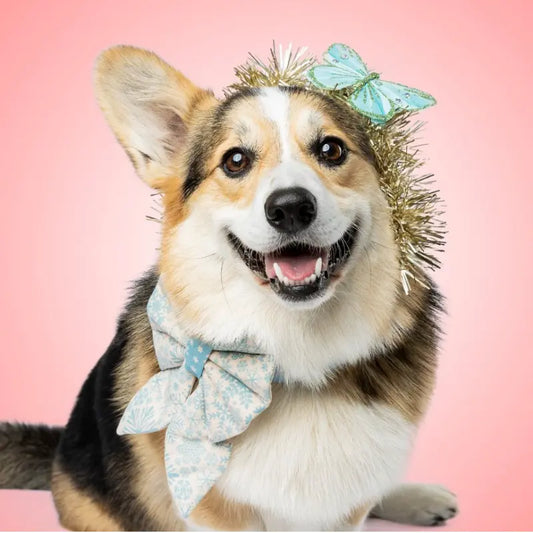 DOGUE Dog Bow Tie | Buy Online at DOGUE Australia