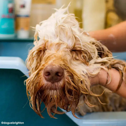 DOGUE Gentle Coconut Dog Conditioner (Copy) | Buy Online at DOGUE Australia