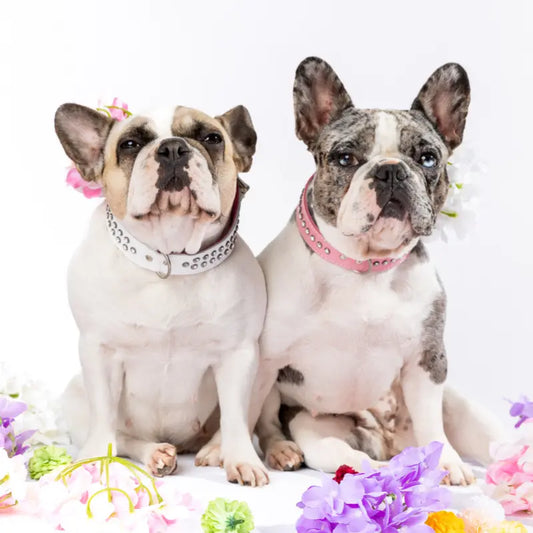 DOGUE Glamour Walkwear Set | Buy Online at DOGUE Australia