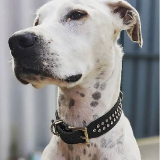 DOGUE Leather Too Glamorous Dog Collar - DOGUE
