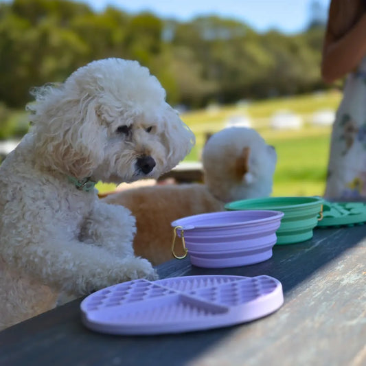 DOGUE Slow Feeder Dog Puzzle - DOGUE
