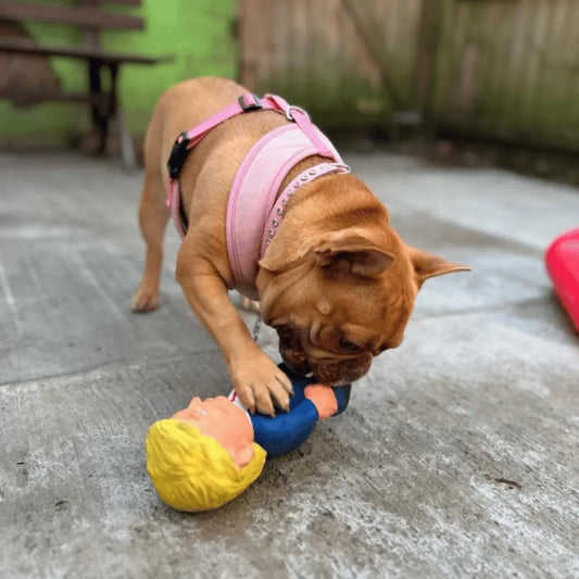 Donald Trump Dog Toy | Buy Online at DOGUE Australia