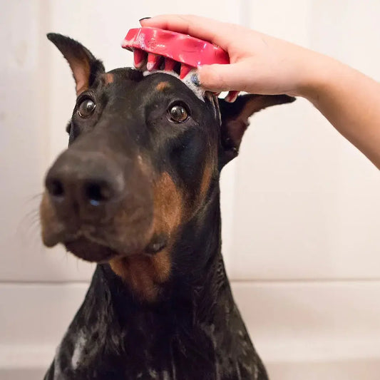 KONG ZoomGroom™ Dog Brush - DOGUE