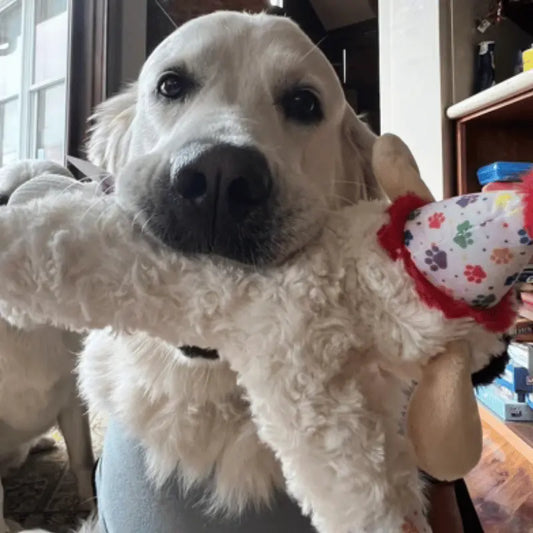 Multipet Birthday Lamb Chop Dog Toy | Buy Online at DOGUE Australia