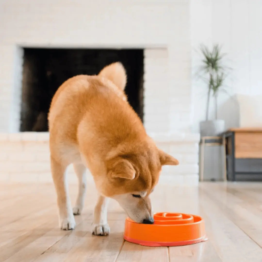 Outward Hound Slow Feeder Dog Bowl Orange | Buy Online at DOGUE Australia