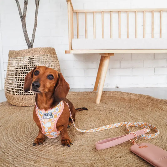 PUPSTYLE Summer Fling Harness - DOGUE