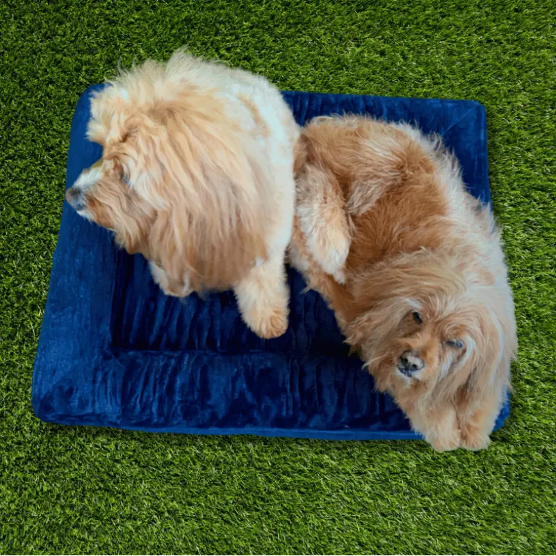 Snuggle Pals Supreme Lounge Dog Bed Deep Blue | Buy Online at DOGUE Australia