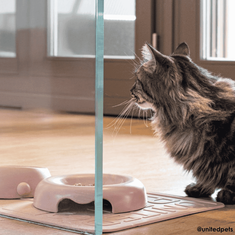 United Pets Kitty Cat Bowl Pink | Buy Online at DOGUE Australia