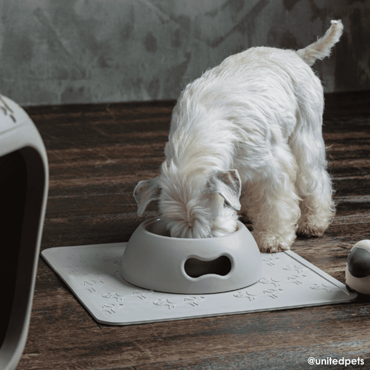 United Pets Pappy Dog Bowl Dove Grey | Buy Online at DOGUE Australia