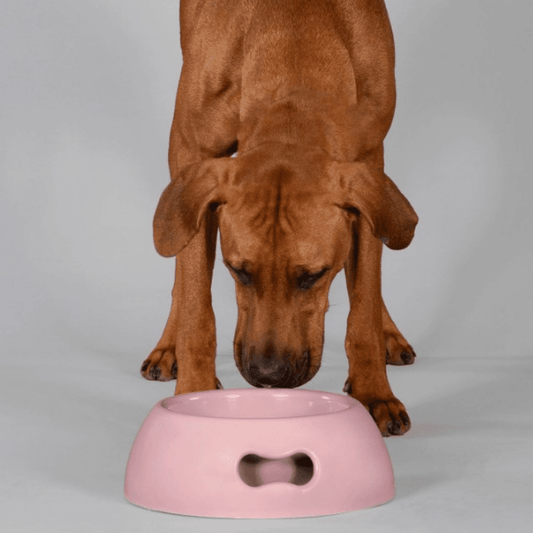 United Pets Pappy Dog Bowl Pink | Buy Online at DOGUE Australia