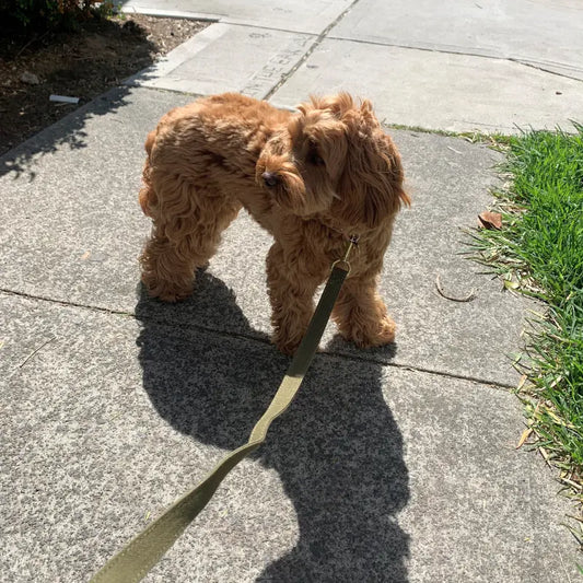 Animals in Charge Easy Tie Flat Dog Leash | Buy Online at DOGUE Australia