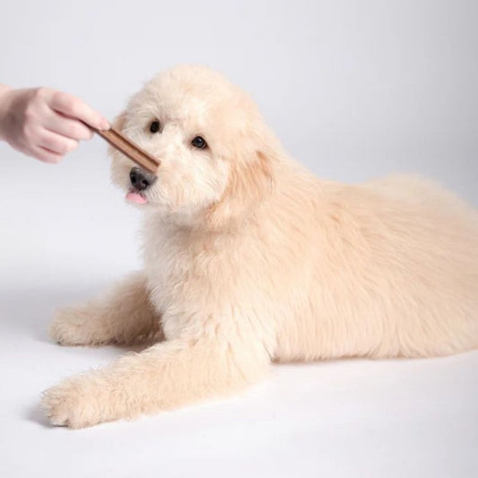 Bell & Bone Puppy Dental Chews Salmon & Carrot - DOGUE