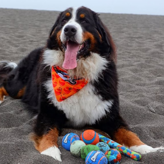 Chuckit! Fetch Medley Dog Toy Small 3-pack - DOGUE