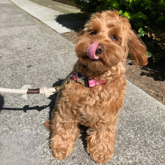 Rufus & Coco Bronte Dog Collar Pearl and Pink - DOGUE