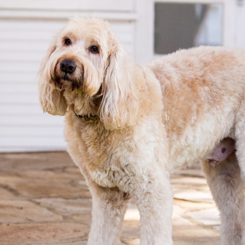 Fit 'n' Flash Kangaroo Fillet Dog Treat 120g - DOGUE