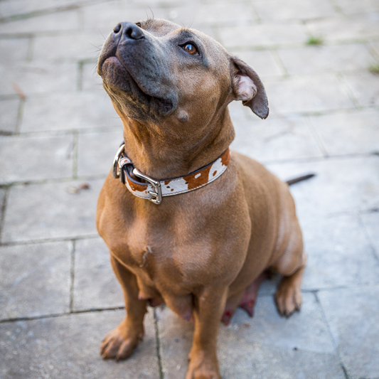 DOGUE Leather Animal Print Dog Collar - DOGUE