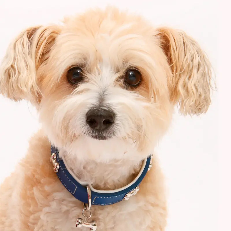 DOGUE Leather Bones Dog Collar - DOGUE