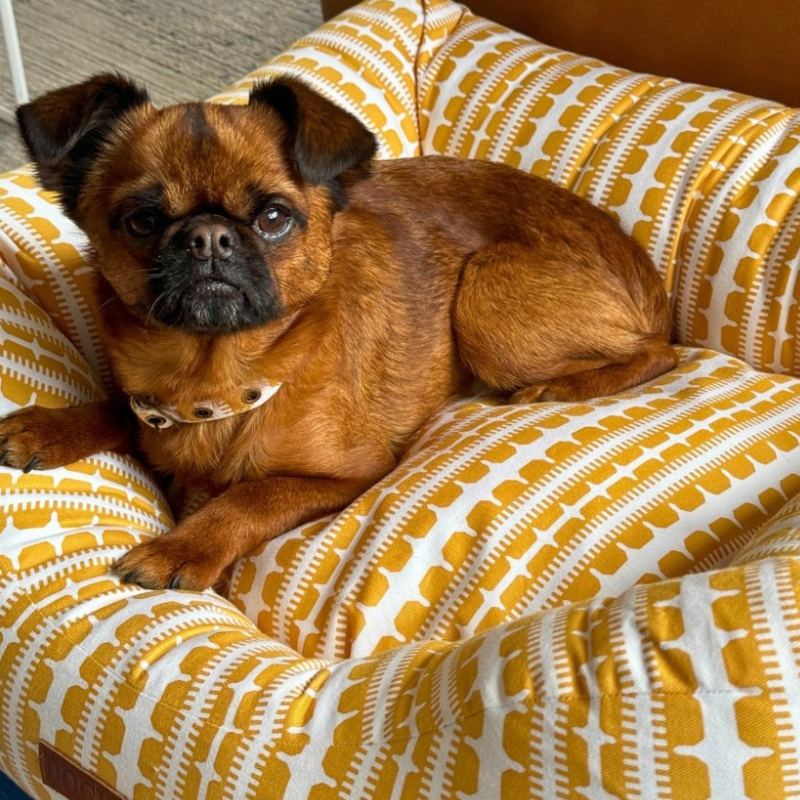 DOGUE Bolster Coastal Chic Dog Bed - DOGUE