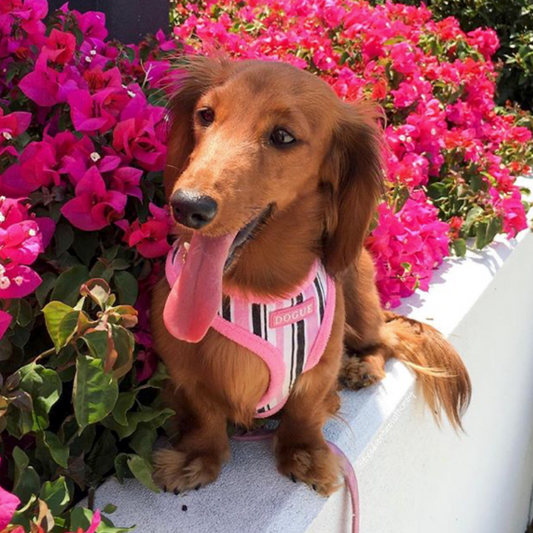 DOGUE Stripe Dog Harness - DOGUE