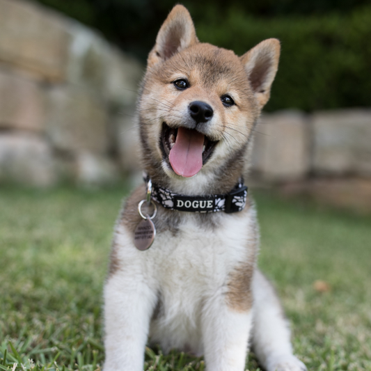 DOGUE Fleur Dog Collar - DOGUE