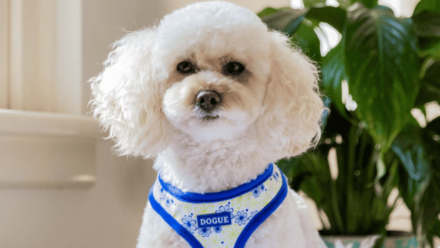 DOGUE Floral Dog Harness - DOGUE