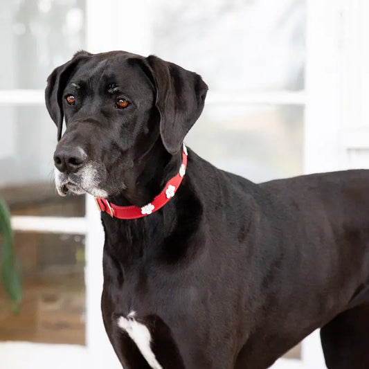 DOGUE Foxy Leather Dog Collar - DOGUE