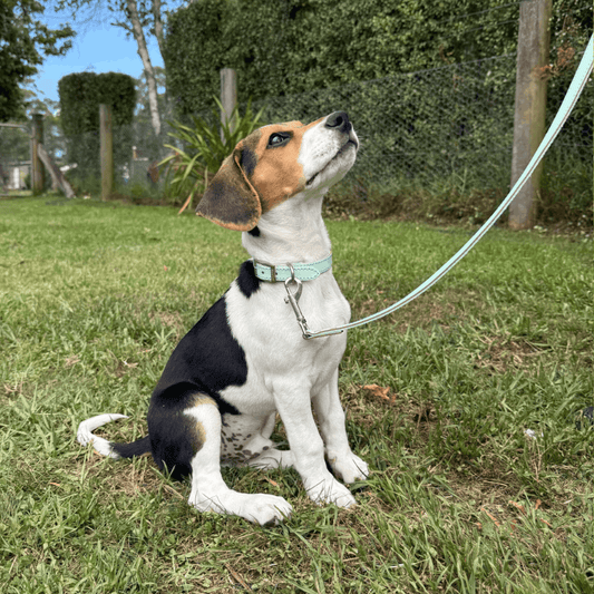 DOGUE Gelato Dog Lead - DOGUE