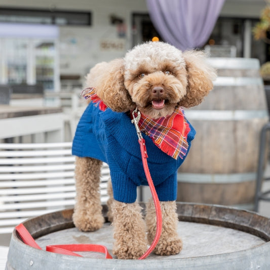 DOGUE Classic Leather Walkwear Set