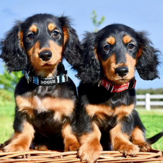 DOGUE Stripe Dog Collar - DOGUE