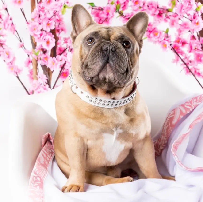 DOGUE Leather Too Glamorous Dog Collar | Buy Online at DOGUE Australia