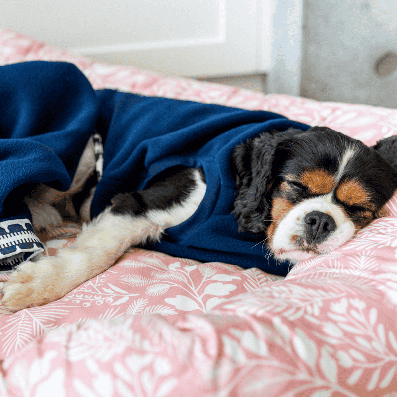 DOGUE Bolster Wildflower Pink Dog Bed