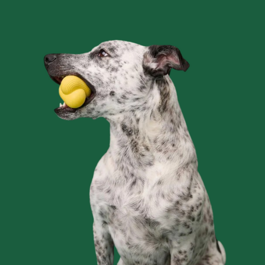 Earth Rated Fetch Dog Toy