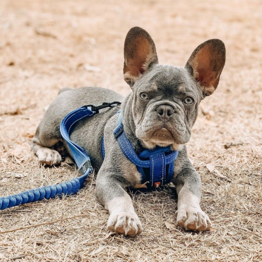 EzyDog Chest Plate Dog Harness - DOGUE