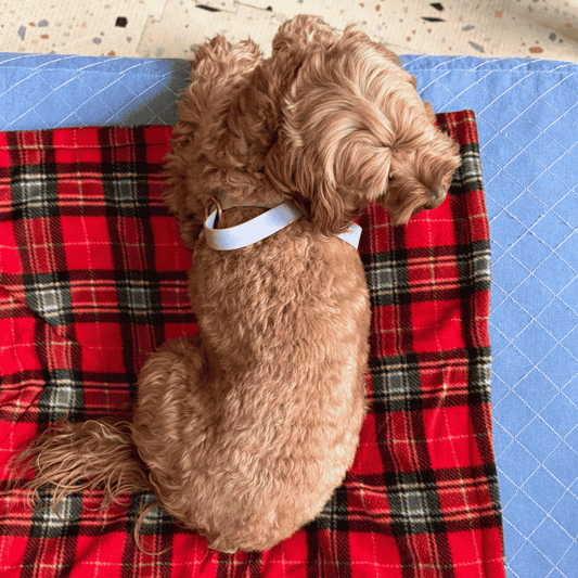 Hamish McBeth Tartan Dog Blanket Red