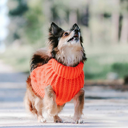 Huskimo Cali Knit Dog Jumper Tangerine