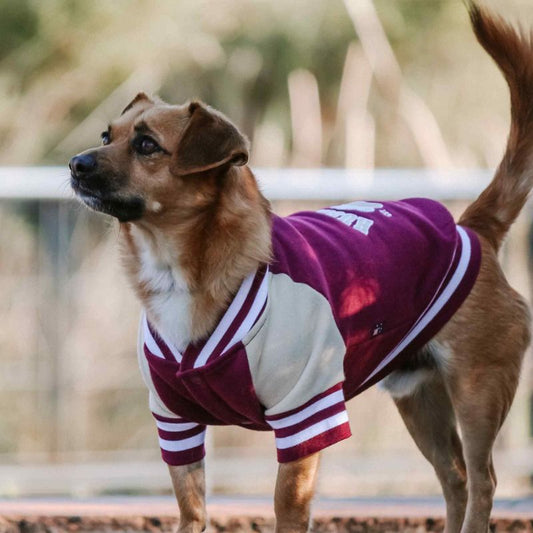 Huskimo College Dog Jumper Burgundy
