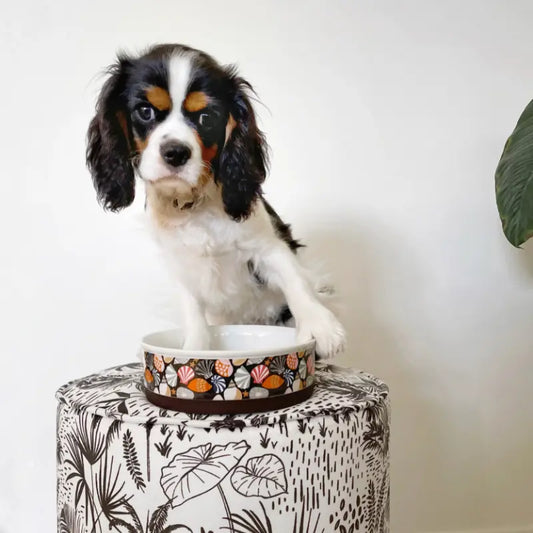 Indie Boho Designer Dog Bowl | Buy Online at DOGUE Australia