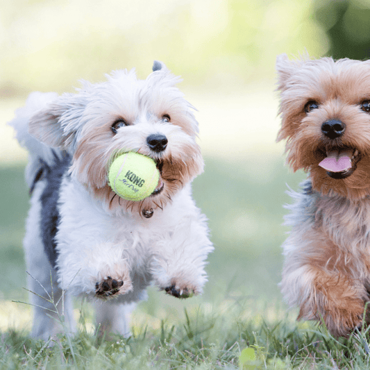 KONG AirDog Squeaker Balls Dog Toy - DOGUE