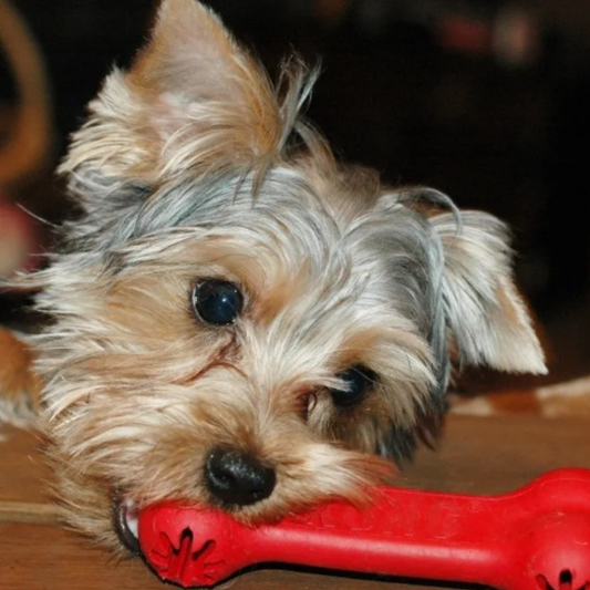 KONG Holiday Goodie Bone Dog Toy