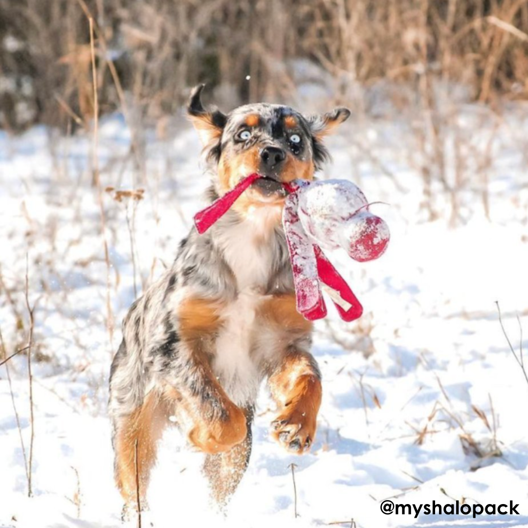 KONG Holiday Wubba Dog Toy